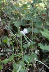 Erechtites hieraciifolius