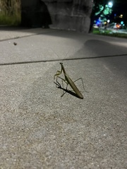 Tenodera angustipennis