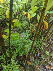 Arachnothryx leucophylla