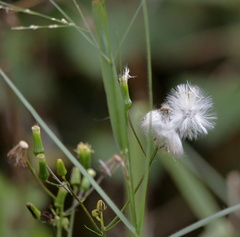 Erechtites hieraciifolius