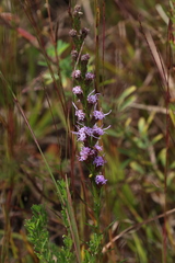 Liatris pilosa