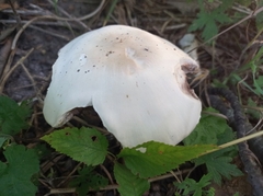 Agaricus arvensis
