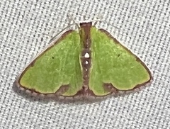 Synchlora cupedinaria