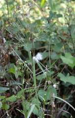 Erechtites hieraciifolius