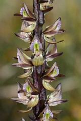Prasophyllum elatum