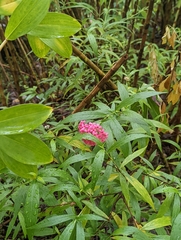 Arachnothryx leucophylla