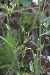 Erechtites hieraciifolius