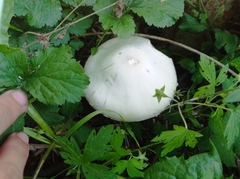 Agaricus arvensis
