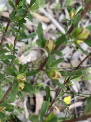 Hibbertia obtusifolia
