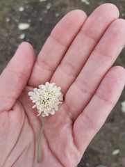 Cephalaria transsylvanica