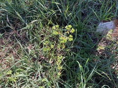 Euphorbia peplus