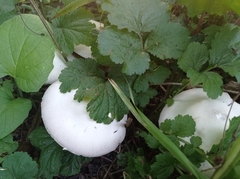 Agaricus arvensis