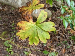 Podophyllum peltatum