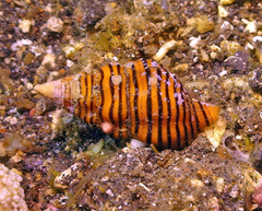 Turrilatirus turritus