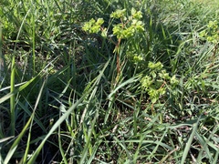 Euphorbia peplus