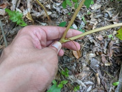 Podophyllum peltatum