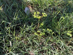 Euphorbia peplus