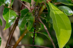 Austroaeschna pulchra