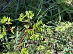 Euphorbia peplus
