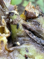 Glischrochilus quadrisignatus