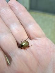 Callistethus marginatus