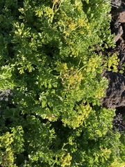Astydamia latifolia