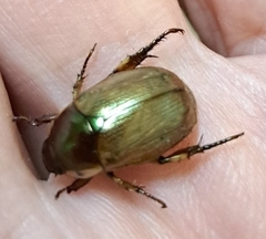 Callistethus marginatus