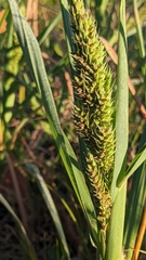 Echinochloa crus-galli