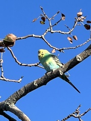 Melopsittacus undulatus