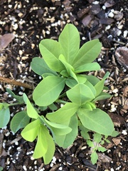 Baptisia australis