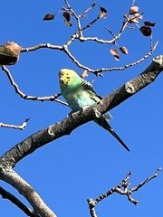 Melopsittacus undulatus