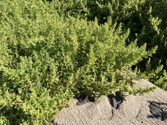 Patellifolia procumbens