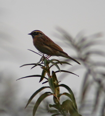 Prunella atrogularis