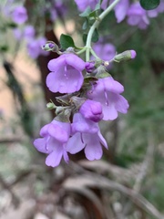 Prostanthera rotundifolia