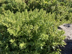 Patellifolia procumbens