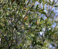 Quercus laurifolia