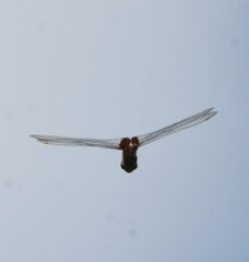 Tramea abdominalis