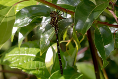 Austroaeschna pulchra