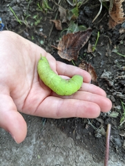Paonias excaecata
