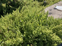 Patellifolia procumbens