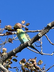 Melopsittacus undulatus
