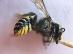 Anthidium