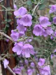 Prostanthera rotundifolia