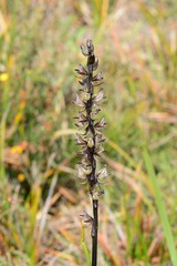 Prasophyllum elatum