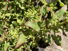 Patellifolia procumbens