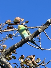 Melopsittacus undulatus