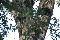 Quercus laurifolia