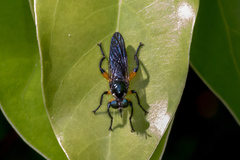 Laphriini