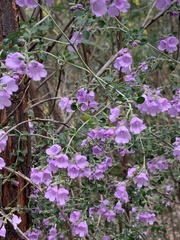 Prostanthera rotundifolia