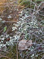 Cladonia foliacea